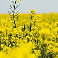 ��ѡԭ����